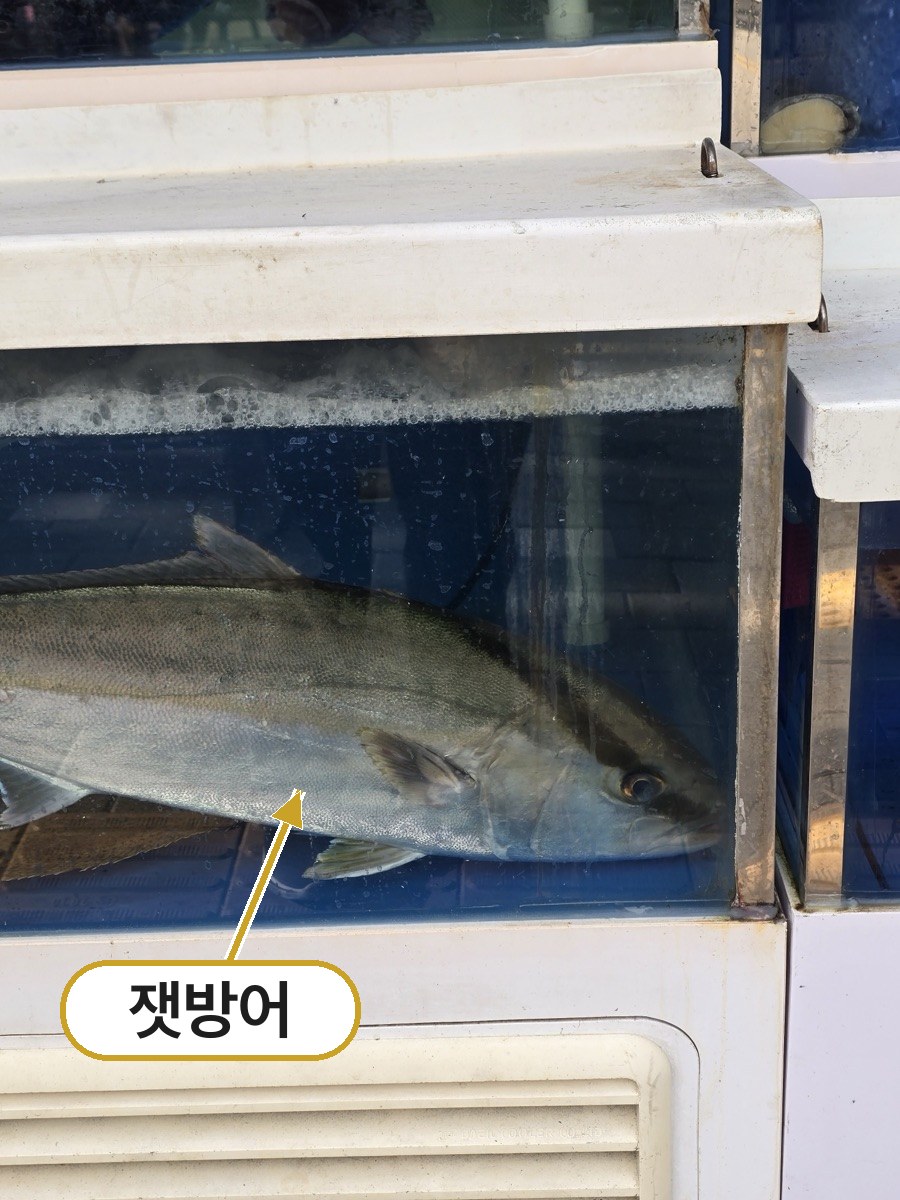 마포바다 수족관의 잿방어